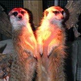 Rum1888's profile picture. 