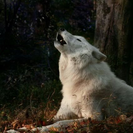 El tigre y el león son los más poderosos pero el lobo no trabaja en un circo