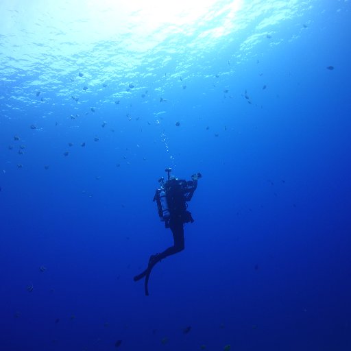 Scientist • Gorgonians • Evolution • Rebreather • University of Hawai'i • Research Associate @NMNH • @NHM_London
https://t.co/3unOhYVi9n