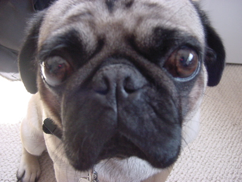 SuMoDog's profile picture. Dude....