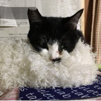さとまま (@satomama918) 's Twitter Profile