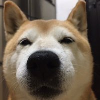 殺処分反対!! #END殺処分JAPAN (@ani_nalv) 's Twitter Profile Photo 殺処分反対!! #END殺処分JAPAN (@ani_nalv) 's Twitter Profile Photo