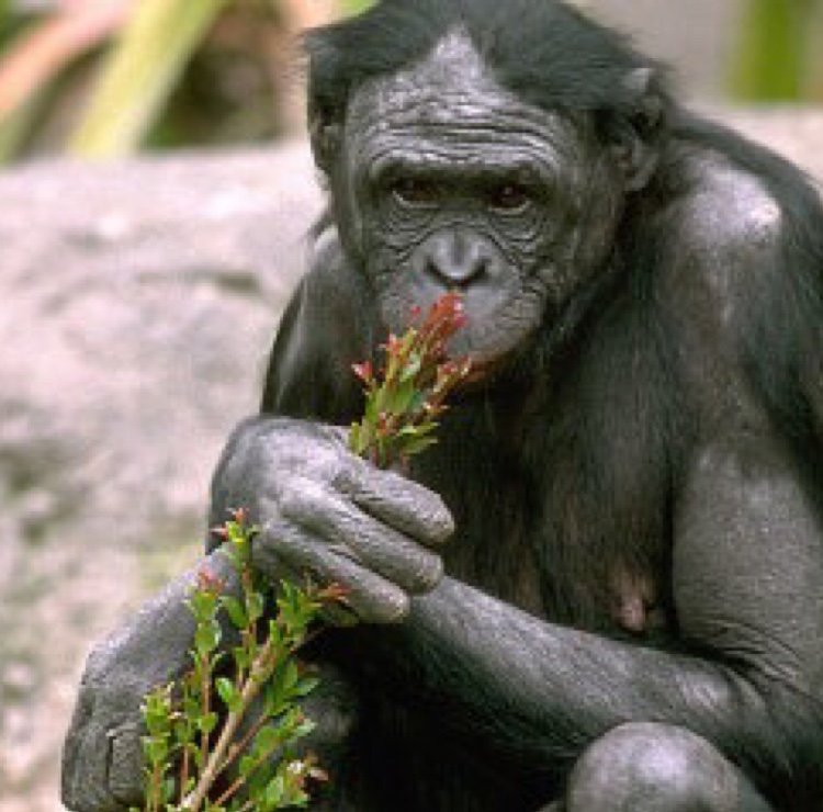 wkflat's profile picture. ウッホウホ