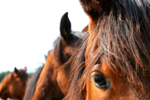 Equine Destiny is a documentary exposing the mounting issues facing Americas equines.