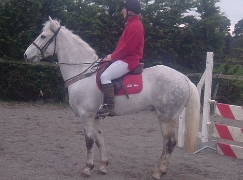 athlonehorses's profile picture. We are a small family business and usually have a range  of Irish Horses, Ponies, Cobs, Connemara Ponies, Irish Draught Horses and Irish Sport Horses