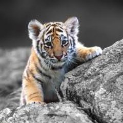 KarthicRaja1's profile picture. 