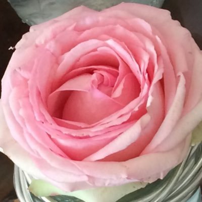 Liviatotil's profile picture. 