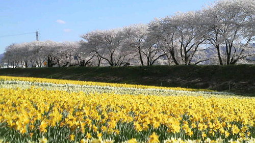 Acupuncture358's profile picture. 人体の神秘に夢中