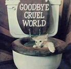 ,,,^..^,,,