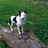 SheepatworkNL's profile image