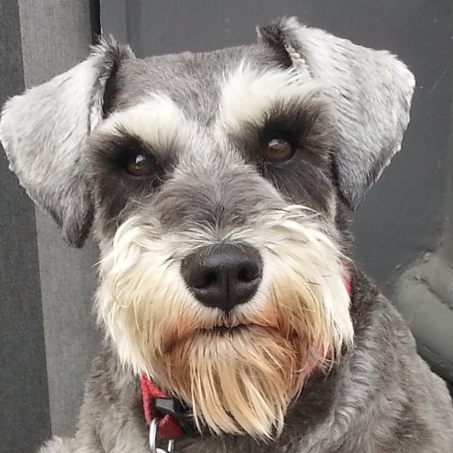 SchnauzerMollz's profile picture. First Lady of Little Venice second Baroness of Penrith