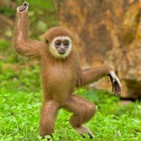 ShakyGibbon (@shakygibbon) 's Twitter Profile