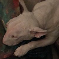 Nicky (@supremekiller66) 's Twitter Profile