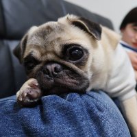 パグ姫 小梅ᵏᵒᵘᵐᵉ (@koume__pug) • Instagram photos and videos