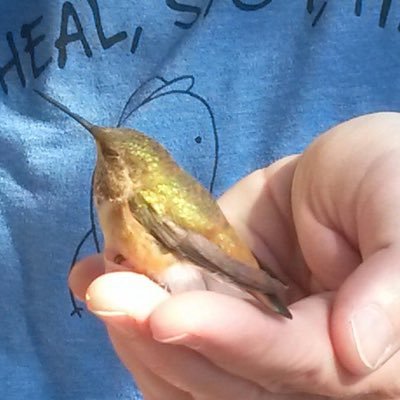 laurielack's profile picture. 