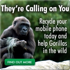 Mobile phones contain coltan. Its illegal mining in Africa is destroying Gorilla habitat. Save Gorillas.Recycle your mobile. http://t.co/BD7PeiLOHg