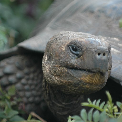 Poked outta my shell to defend 🇺🇸 when fascist cultism swept over us.🐢 Tentatively hopeful about brighter days, but still shell shocked. Hungry for justice.