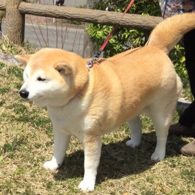 ももか 柴犬♀。可愛くておもたくて柔らかい。Momoka,shiba inu♀.It's cute,heavy and soft.