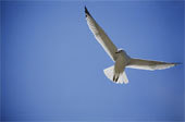 Seattle Blue Gull