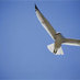 Seattle Blue Gull Profile picture