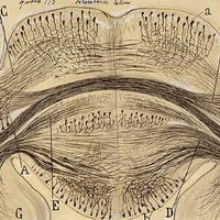 DNT Cajal (@dntcajal) 's Twitter Profile