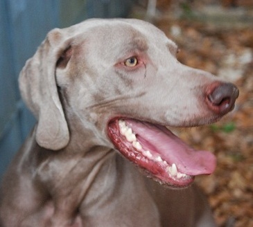 I'm a Weimaraner