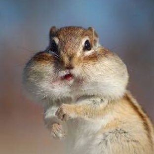 listingyasan's profile picture. リスティング運用12年目。リード系案件メイン。Web広告全般をカバーしたい。記事LPライター、クリエイティブディレクター、アド運用メンバー探してます。面識なくても気軽にリプください👍