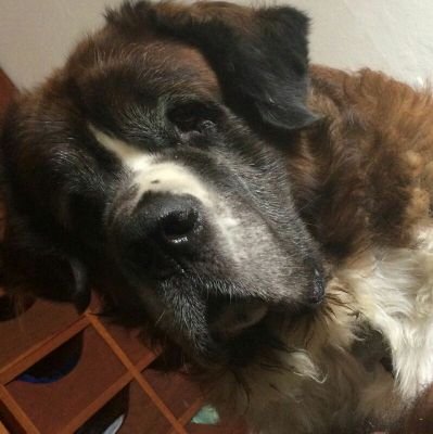 curiousmac's profile picture. 