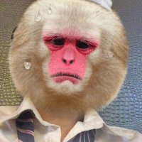 えいぶらはむ (@tem_tem_ebi) Twitter profile photo