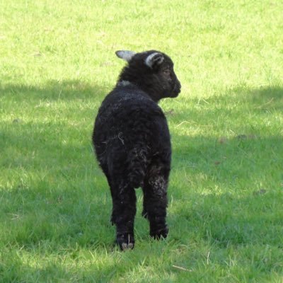 coto_mlle's profile picture. 好きなもの、いろいろ。