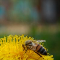 Ecosistemas urbanos (@lab_ecourbanos) 's Twitter Profile