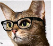 soygatito's profile picture. 