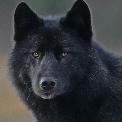 RamosVxahaxv's profile picture. 