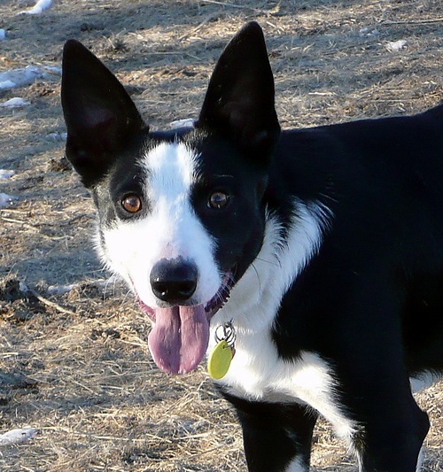 Western Border Collie Rescue is an all-volunteer organization working in and around the beautiful state of Wyoming.