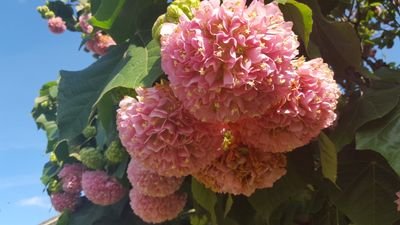 bagajagaaga's profile picture. 