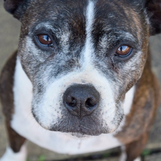 Just a young girl who was born with Autism and the help of her support dog. One well behaved pup showing the world how brilliant Staffies are! 🐶 #savethestaffy