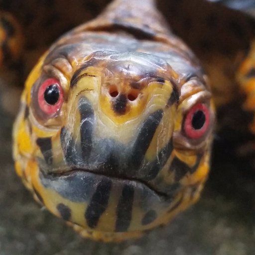 Phd Student, University of Utah
Studying bird movements & conservation.
Avid birder, naturalist, entomologist, photographer.
https://t.co/K48X68rX6b…