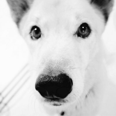 「動物愛護 殺処分反対 里親募集 」貴方の側に居る家族を、一生大切にしてあげてください。短い時間なんです、愛してあげてください。動物達も生きています。命はなくなったらそれっきりです。少し考え方を変えてみてはくれませんか?