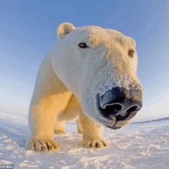 Artist, fearless defender of animals, conservationist, vegan, unabashedly and absolutely anti-Trump.
