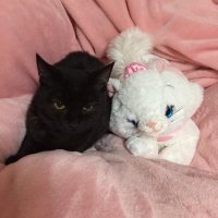 はな (@mmcyayy) 's Twitter Profile