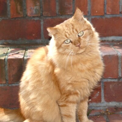 Profile Picture of Mary Ewing-Mulligan (@memmw) on Twitter