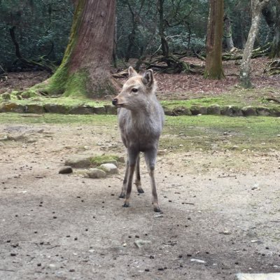 KentaAbe's profile picture. 