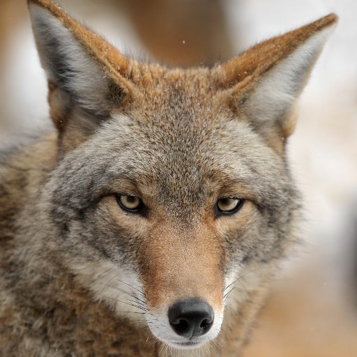 coyotezero follows stories about urban coyotes. The name is a play on designations for remote GPS tracking to study animal behavior.