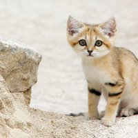 アトナス (@y36fczxt1bkjxxo) Twitter profile photo