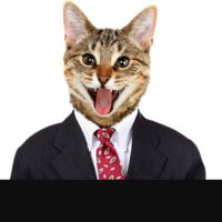 Catsavage(@Catsavagee) 's Twitter Profile Photo