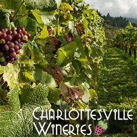 Charlottesville Wineries and Central Virginia. Find fun Events and learn about new and exciting wines!