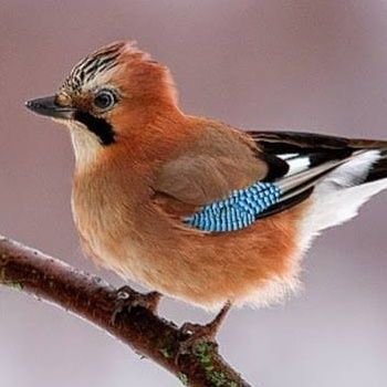 sojkaj's profile picture. 