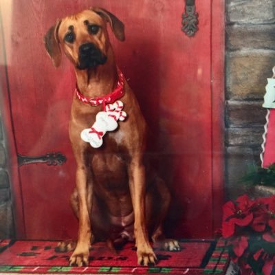 sallietranum's profile picture. 