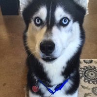 Harley Dude (@rayramos63) 's Twitter Profile