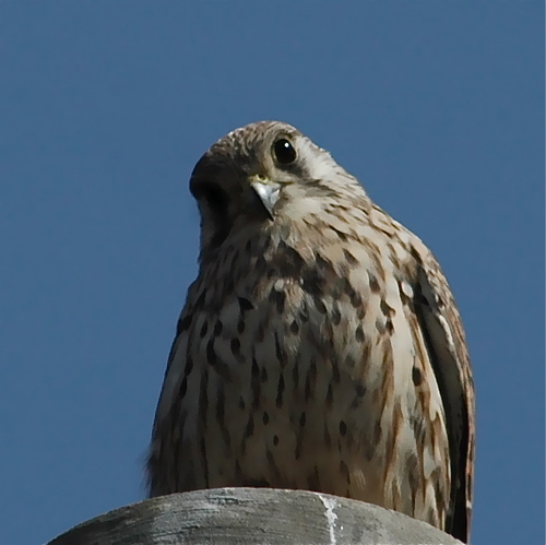 炭酸水泳部(チッチ)